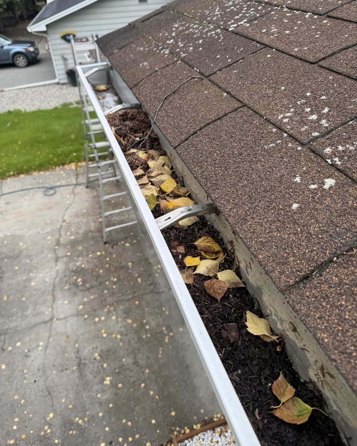 A roof gutter packed with birch leaves and debris, a ladder against the eave