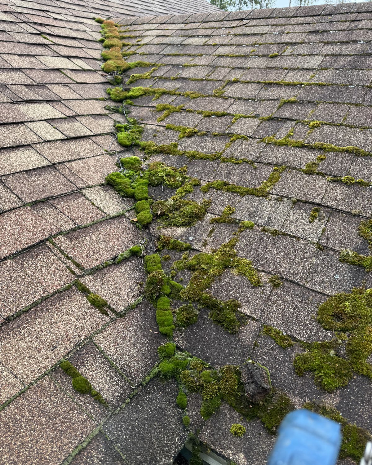Thick green moss growing along a roof valley and between the shingles